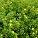 Kurilski čaj (cinquefol): kada i kako sakupljati, kako skuvati, kak...